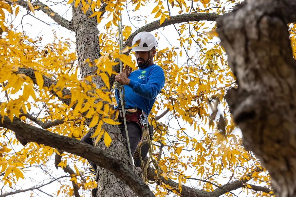 Skilled Storm Damage Cleanup crew working in Coolville